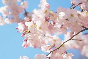 cherry blossom