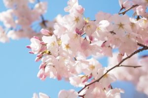 cherry blossom_2
